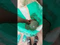 planting season