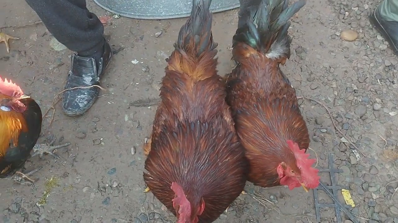 МУРҒ БОЗОРИ НОҲИЯИ АБДУРАҲМОНИ ҶОМИ 🐔🐓🐥🕊️🦆🦚🦃🐣🐤_01.02.2026