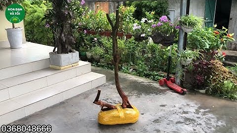 GL.Cây sim rừng dáng mẫu tử tuyệt đẹp.Hoa bạn và tôi