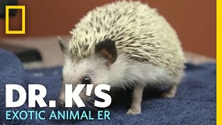 Helping a Hedgehog | Dr. K's Exotic Animal ER