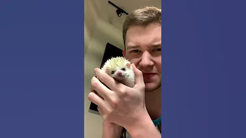 Готовлю ужин для Ёжика Роберта