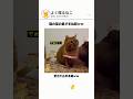 猫の足の長さを比較ww #猫のいる暮らし #いい言葉 #好きな子猫 #猫好きさんと繋がりたい #癒し