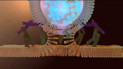 Synaptic Vesicle Trafficking