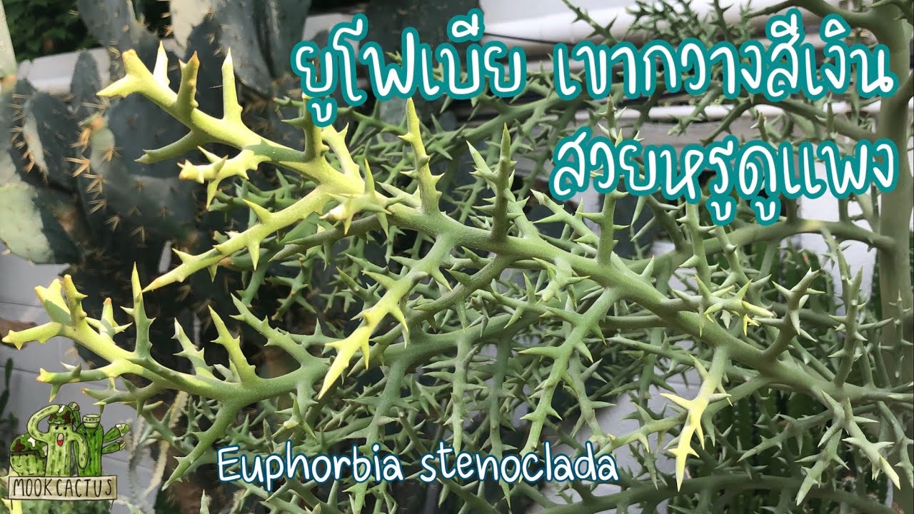 ยูโฟเบียเขากวางสีเงิน สวยหรูดูแพง Euphorbia stenoclada | MookCactus