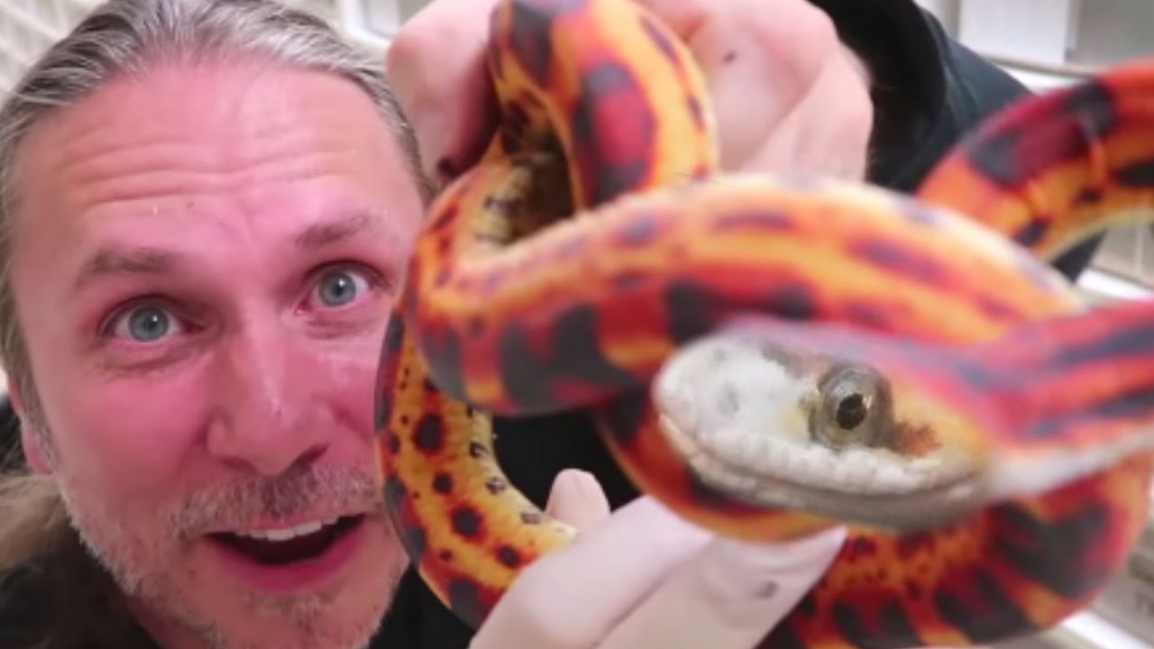 vlogs in spanish UNBELIEVABLY COLORFUL SNAKES!!! 🎨 | BRIAN BARCZYK
