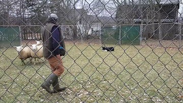 Sheepdog training in a round pen