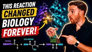 How Do You Build a Protein!