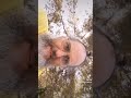 Granda diferenco. Esperanto