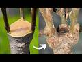 Tree Grafting: One Year in 12 Minutes