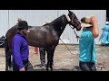 We recently visited the Mid-Ohio Memorial Trotting Sale in Mt. Hope, Ohio and caught up with the sale's founder Robert Hershberger. We discussed the sale, the Standardbred Roadster, the evolution of the Standardbred breed as a whole, and chatted about upcoming The Standardbred Roadster 100 which carries a $100,000 purse!