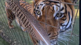 Tiger&#39;s reaction to a tiger feather?