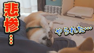 My younger sister Shiba Inu's roundhouse kick hits me in the face...I can't help but laugh...