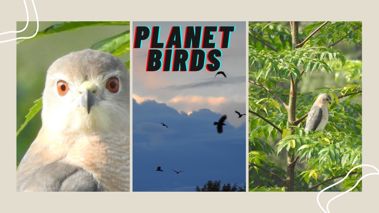 DIFFERENT TYPES OF WILD BIRDS