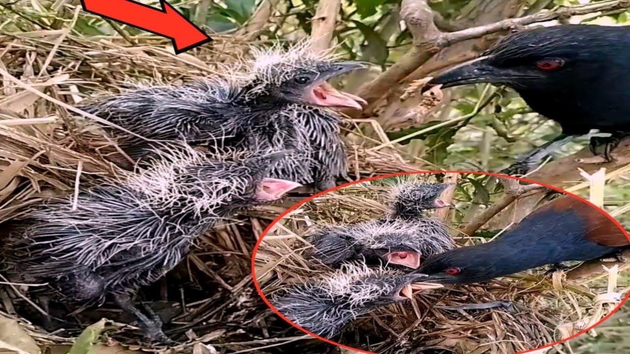 greater-coucal-baby-birds-feed-on-nests-baby-baby-village-review