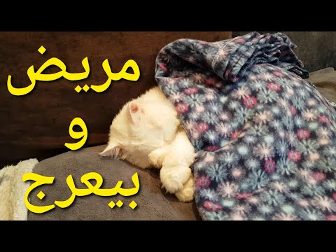 فيديو: لماذا يعرج قطتي؟