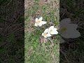 Crocus bulbs blooming and flowering in a garden in Iowa in Spring with wind moving Crocus flowers.