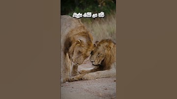 Surat Al-Qari'ah (The Calamity)  | سورة القارعة