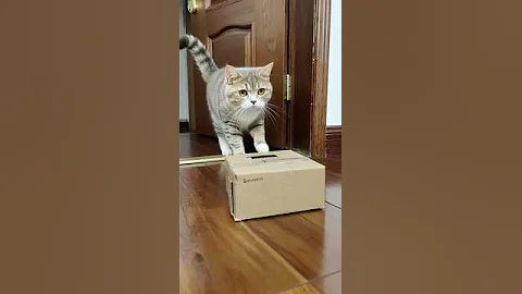 Video 11198171: gray british shorthair kitten, white british shorthair kitten, british shorthair kittens playing, curious kitten