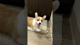 Corgi Vs Doorstop