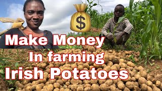 2023: Harvesting Irish Potatoes in Nigeria #plateau