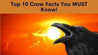 CawSome Crow Facts You MUST Know!
