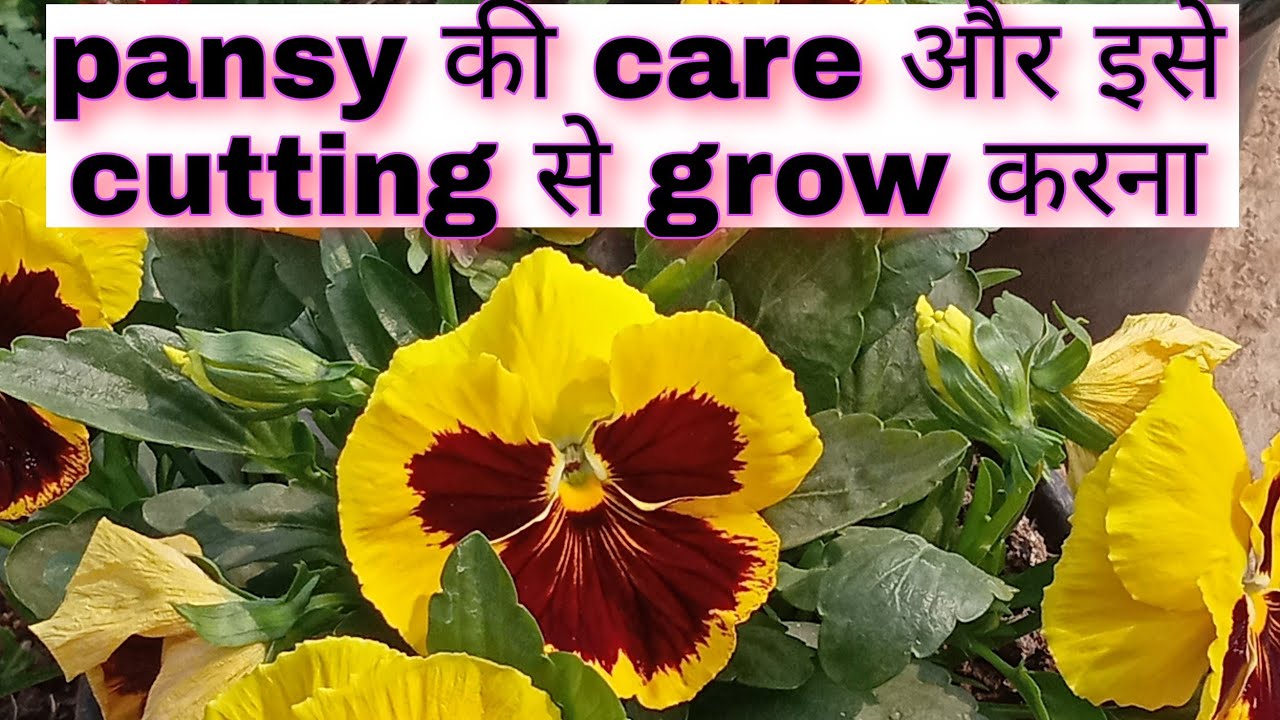 pansy को cutting से कैसे grow करे और इसकी care कैसे करें।How to grow