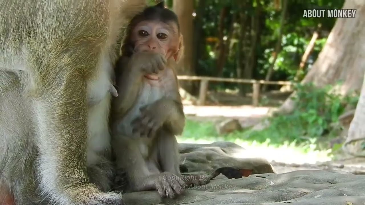 King Monkey Samsong Chase Papa Balu Out Cuz The Really Farther of Bob is Him  Papa Balu