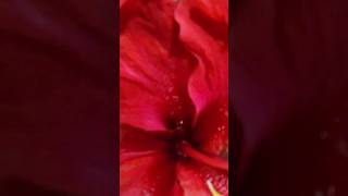 #Friday 🪔🙏 # vlog#devotional om sri mathreya namaha 🌺 🙏
