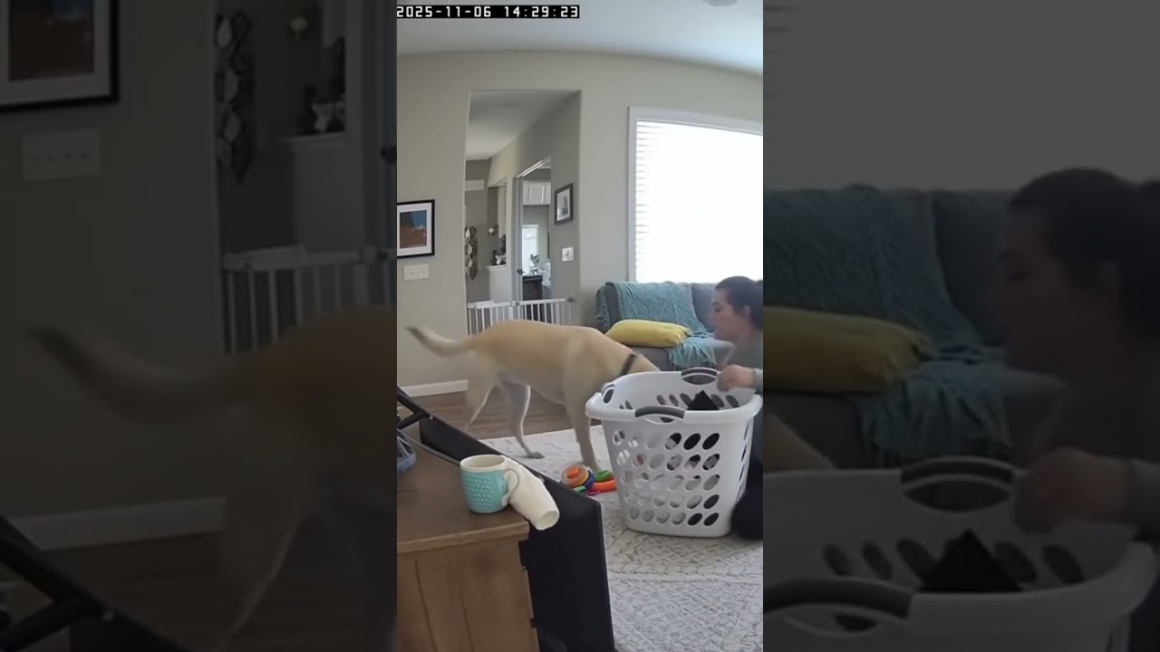 Part 5 – Dog Heroes Saving Babies (Dobermans, Great Danes & Bullmastiffs)