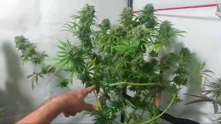 Growing Arjans Strawberry Haze indoors, bred by the Greenhouse Seed Co. Lovely strawberry haze