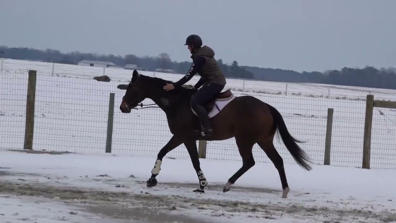Northern Cardinal ride 2 26 26