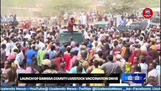 'WACHENI UPUMBAVU!' Ruto Blasts Those Criticizing Livestock Vaccination as The Exercise Kicks Off
