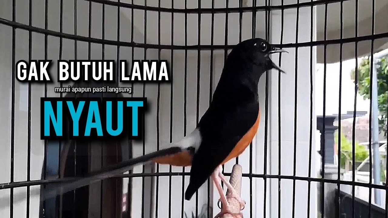 murai batu gacor AMPUH buat PANCINGAN murai batu agar bunyi JADIKAN burung murai gacor EMOSI