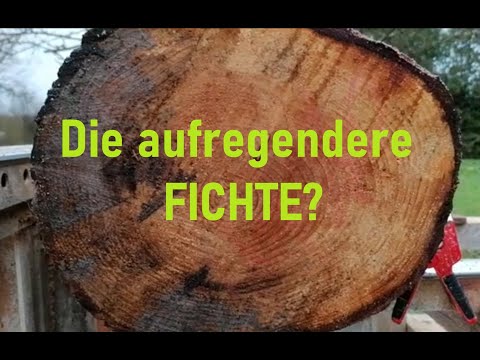 HEMLOCK-TANNE besser als FICHTE? Das erste Mal HEMLOCK-TANNE auf dem SÄGEWERK