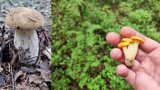 Лисички, белые, подберезовики, сыроежки в июле в Подмосковье. Летний грибной сезон 2023.