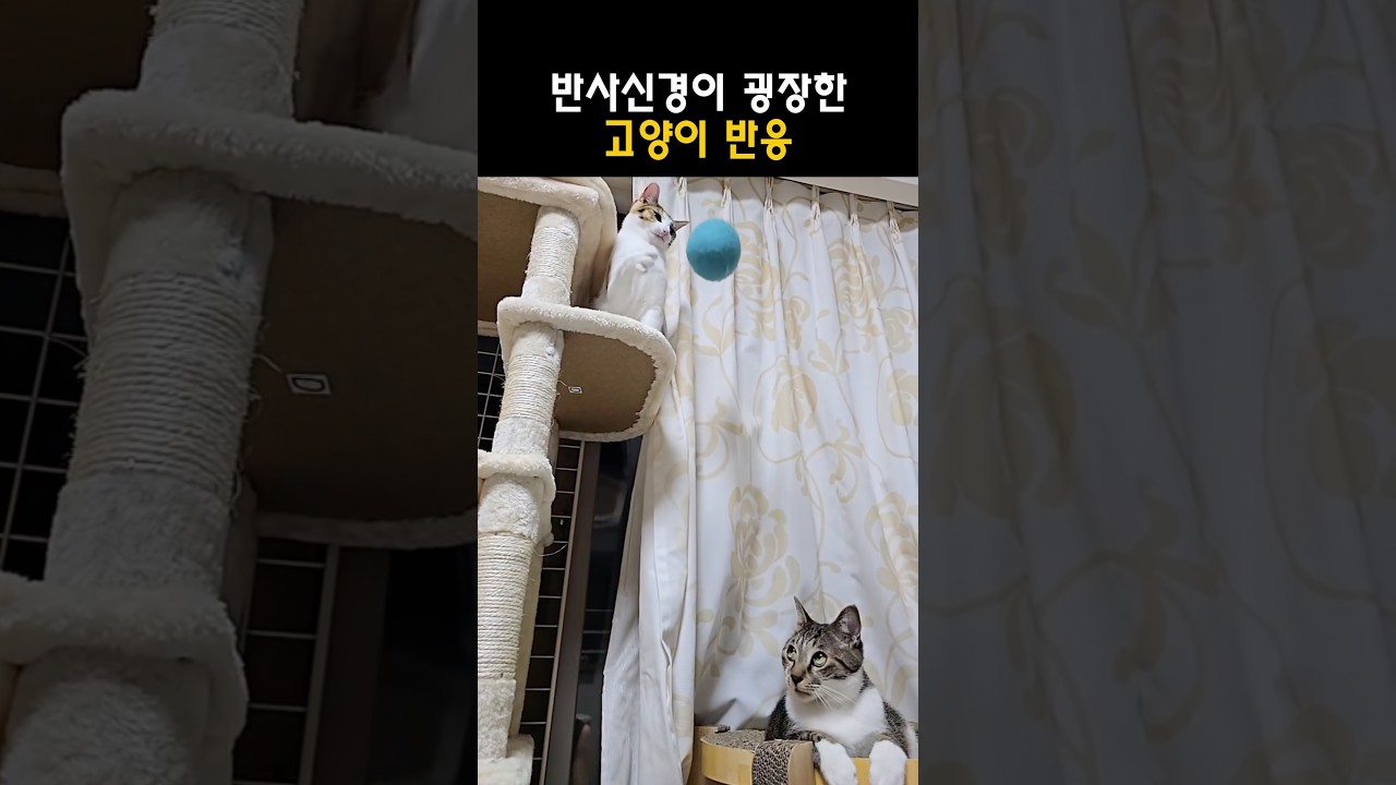 반사신경이 굉장한 고양이 반응