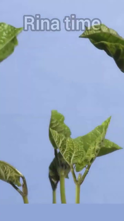 ketika kacang tumbuh #timelapse #beans #shorts