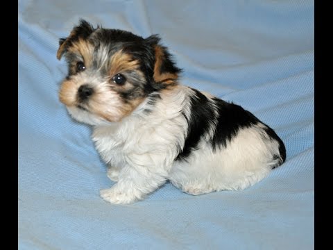 yorkie 7 weeks yorkie puppies 5 weeks doovi yorkie 7 weeks yorkie puppies 5 weeks doovi