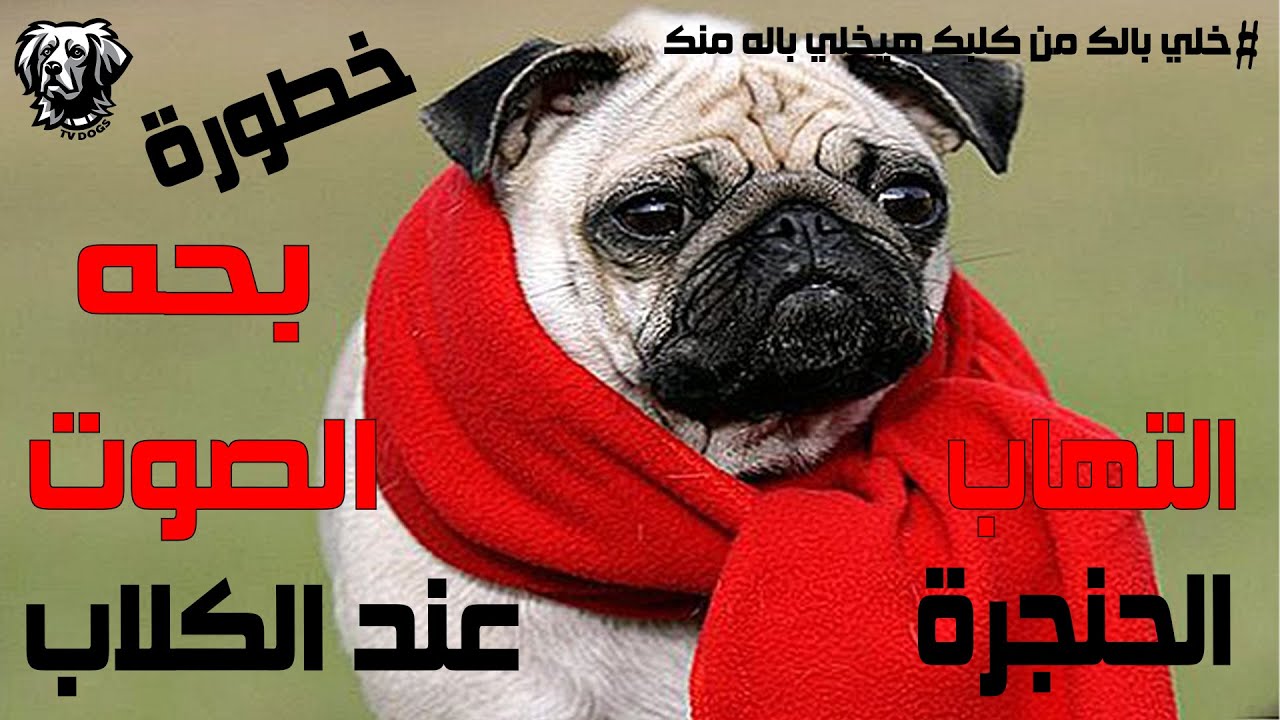 بحة الصوت والتهاب الحنجرة عند الكلاب سامر غازي