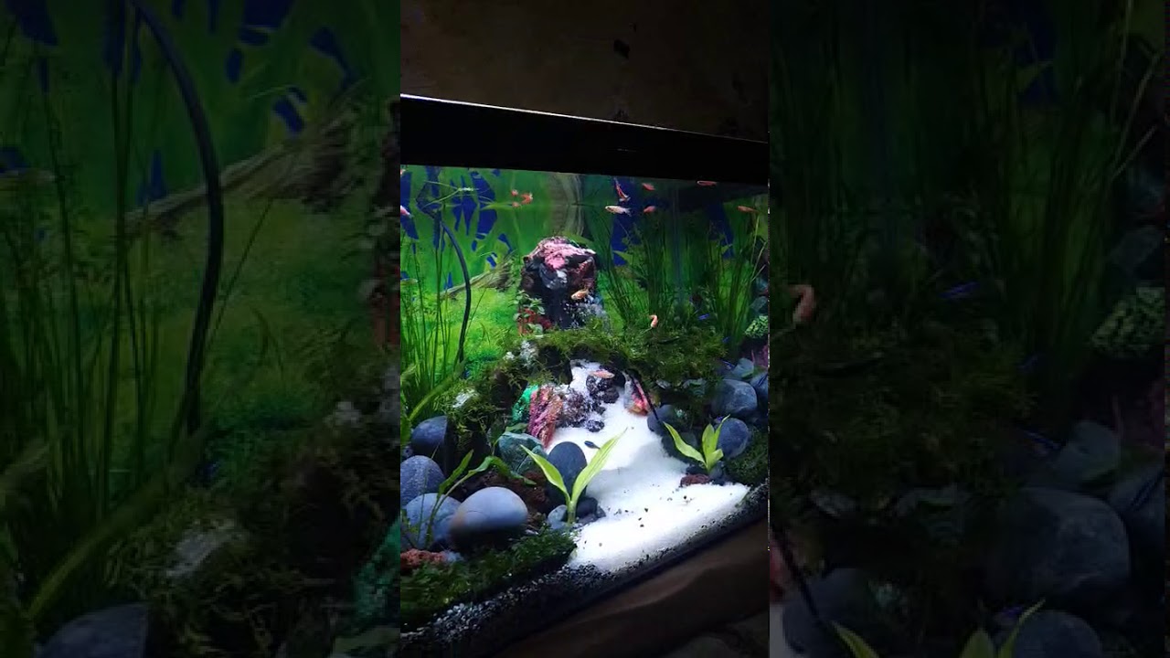 Aquarium cantik.. - YouTube