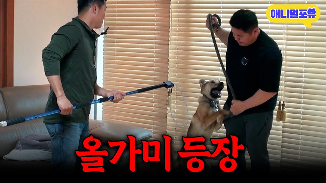 [레전드 풀버전] 개훌륭 최초 올가미 사용하다? 범접불가 입질견 등장..ㅣKBS 개는 훌륭하다 200601 방송