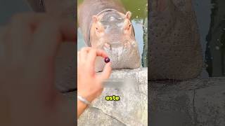 Este hipopótamo pedía algo más cada día