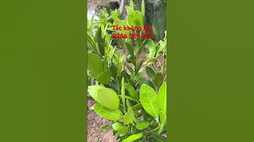 Tắc không hạt #ngocnganbentre #0386569374