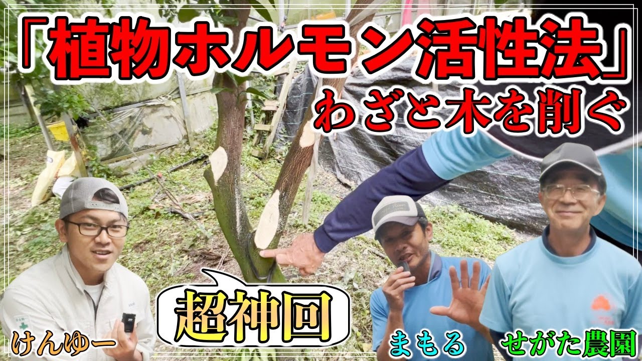【超神回】わざと木を削ぎ果実品質UP！植物ホルモンをコントロールする新技術！すご過ぎる....！【せがた農園 瀬片元治さん②】