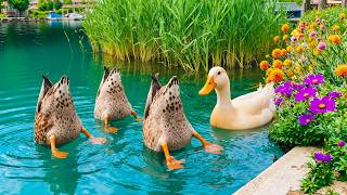 🦆 The Most Peaceful Duck Family You’ll Ever See 💗 Healing Music to Melt Stress & Calm Your Mind screenshot 5