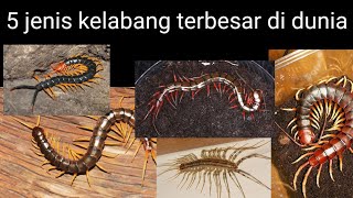 5 jenis kelabang terbesar di Dunia