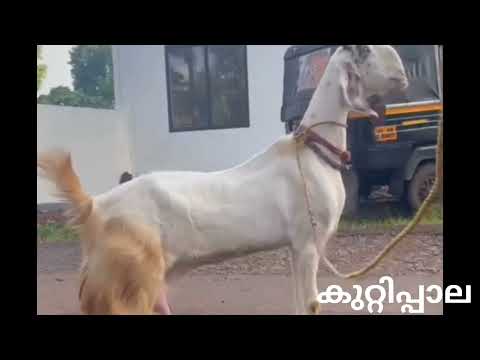 ക്വാളിറ്റി ആടുകൾ വില്പനക്ക്...