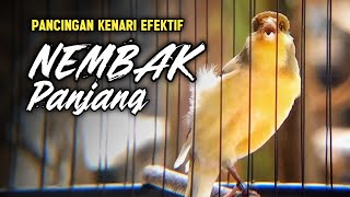 Download Lagu KENARI GACOR PANJANG Emosi Cuit Cuit NGEROL AMPUH utk Pancingan Kenari Paud dan Masteran Murai Batu MP3 Download Lagu KENARI GACOR PANJANG Emosi Cuit Cuit NGEROL AMPUH utk Pancingan Kenari Paud dan Masteran Murai Batu MP3