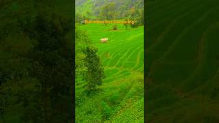 PaddyFields #NatureShorts #VillageLife#Bijanbari