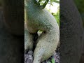 Adenium #garden #adenium